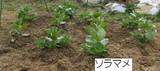 ラマメ2.16.jpg