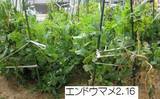 エンドウマメ2.16.jpg