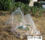 カボチャ苗から4日目.jpg