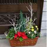 クリスマスの花の寄せ植え.jpg