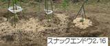 スナックエンドウ2.16.jpg
