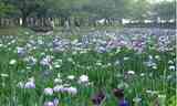 A花菖蒲.jpg