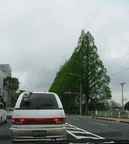 街路樹 メタセコイヤ.jpg