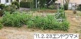今日(2.23)のエンドウマメ.jpg