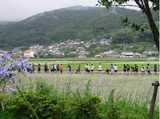 小学生の田植え.jpg