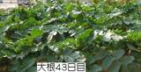 大根43日目.jpg