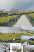 2007.4.4白木峰菜の花.jpg