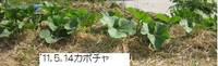 ’11.5.14カボチャ.jpg