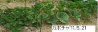 ’11.5.21カボチャ.jpg
