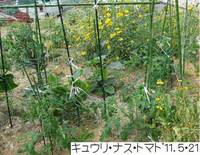 ’11.5.21キュウリ・ナス・トマト.jpg