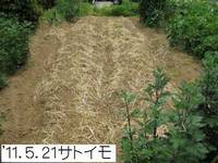 ’11.5.21サトイモ.jpg