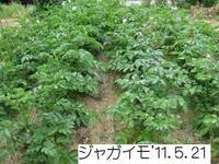 ’11.5.21ジャガイモ.jpg