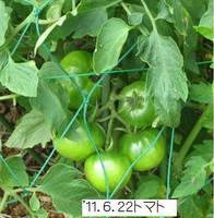 ’11.6.22トマト.jpg