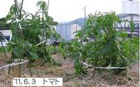 ’11.6.3トマト.jpg