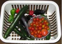 ’11.8.12野菜収穫.jpg