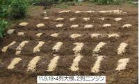 ’11.9.18大根と人参の種播き.jpg