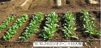 ’12.10.24カツオナ・二十日大根.jpg