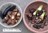 ’12.11.21サトイモ収穫.jpg