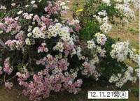 ’12.11.21菊B.jpg