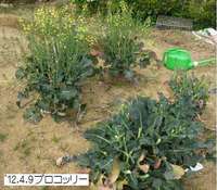 ’12.4.9ブロッコリー.jpg