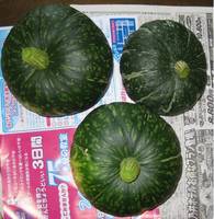 ’12.6.12野菜収穫A.jpg