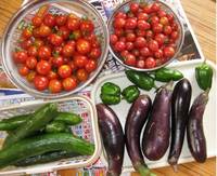 ’12.7.23野菜収穫.jpg