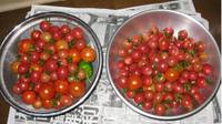 ’12.7.8野菜収穫@.jpg
