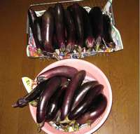 ’12.8.25ナス収穫.jpg