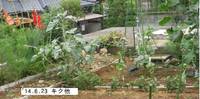 ’14.6.23畑の様子B.jpg