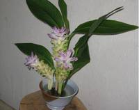 ’14.8.29唐比温泉花B.jpg