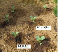 ’14.9.10ブロッコリー苗.jpg
