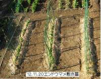 エンドウマメの敷き藁.jpg