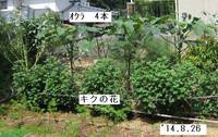 オクラ’14.8.26.jpg
