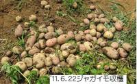 ジャガイモ収穫@.jpg