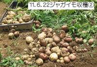 ジャガイモ収穫A.jpg