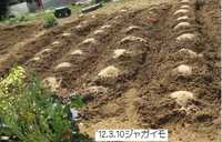 ジャガイモ植え付け.jpg