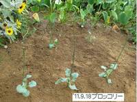 ブロッコリーの苗植え.jpg