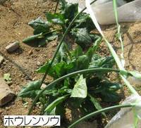 ホウレンソウ.jpg
