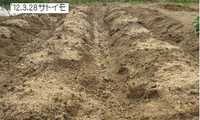 今日の畑@.jpg