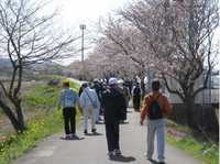 大村市福重郡川沿いの桜並木.jpg