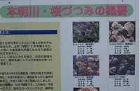 本明川桜づつみG.jpg