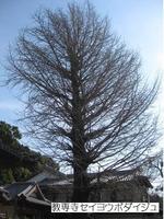 森山町上井牟田ウォークJ.jpg