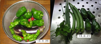 野菜収穫’14.8.21・8.26.bmp